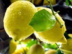 Limoni